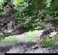 Nick Haselgrove Wines - Gold Coast Attractions