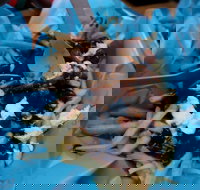 Charles St Pizza  Pasta - Gold Coast Attractions