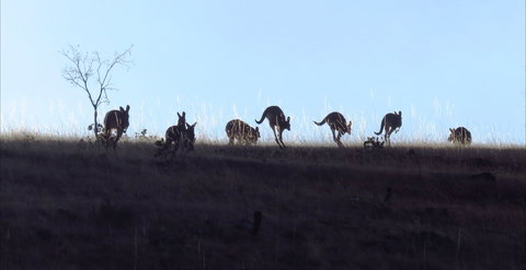 Sedona Estate - Gold Coast Attractions 2