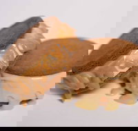 Gelato Messina - South Brisbane - Gold Coast Attractions