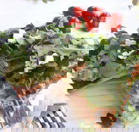 The Garden Tearooms  Cottage Nursery - Gold Coast Attractions