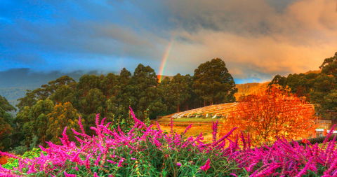 Hartzview Vineyard - Gold Coast Attractions 2