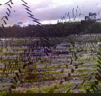 Darlington Vineyard - Gold Coast Attractions