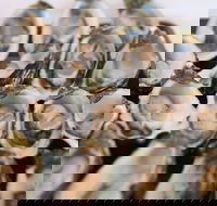 S.D. Caputo And Sons - Gold Coast Attractions