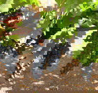 Waybourne Winery - Gold Coast Attractions