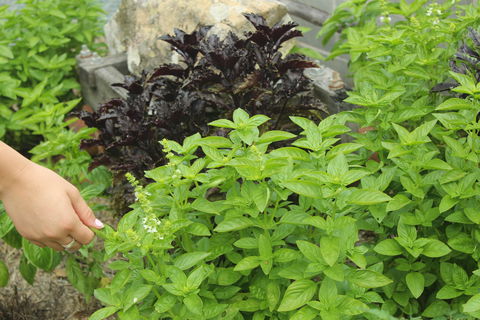Hillview Herb Farm - Gold Coast Attractions 1