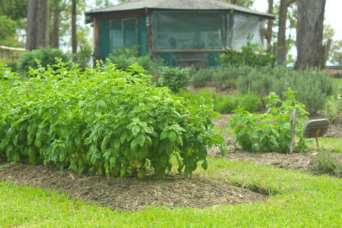 Hillview Herb Farm - Gold Coast Attractions 2