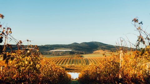 HOOSEGG Cellar Door - Gold Coast Attractions 1