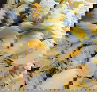 Krazy Chix - Gold Coast Attractions