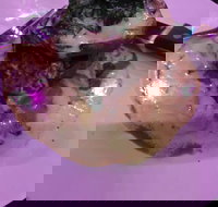 Kokonut Willy's Bar and Grill - Gold Coast Attractions