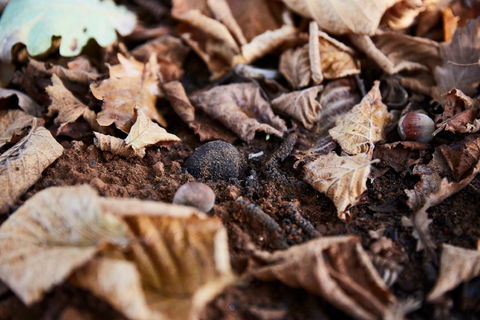 Tall Timbers Manjimup - Gold Coast Attractions 2