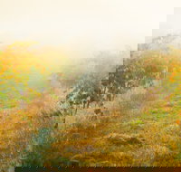 Poonawatta - Gold Coast Attractions