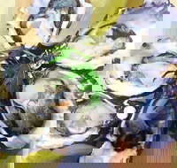 Captain  Co Fish Bar - Gold Coast Attractions