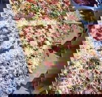 Marinelli's - Keilor East - Gold Coast Attractions