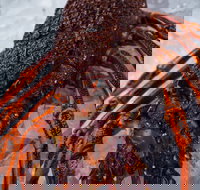 Lobster Shack Tasmania - Gold Coast Attractions