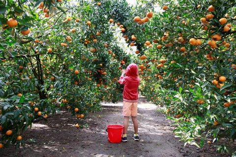 Ford’s Farm - Gold Coast Attractions 0