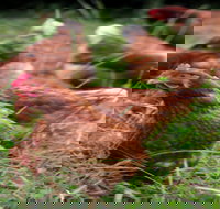 Holbrook Paddock Eggs - Gold Coast Attractions