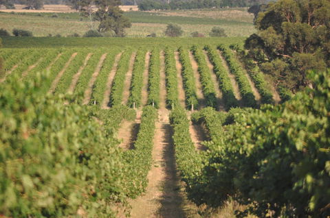 John Gehrig Wines Rutherglen - Gold Coast Attractions 2