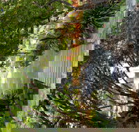 Velvet  Willow - Gold Coast Attractions