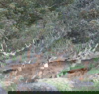 Hahndorf Venison - Gold Coast Attractions