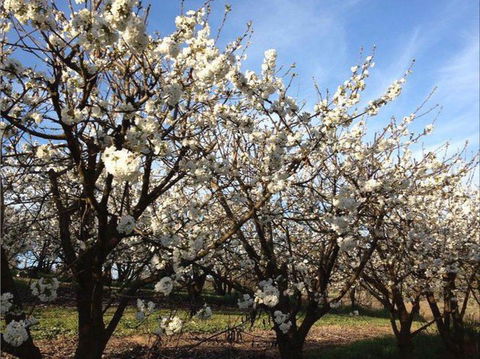 Allambie Orchard And Cafe - Gold Coast Attractions 0