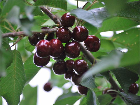 Allambie Orchard And Cafe - Gold Coast Attractions 1