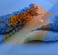 Le Sands Restaurant - Gold Coast Attractions