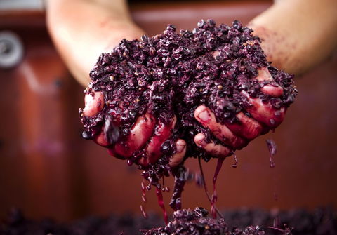 Punt Road Winery - Gold Coast Attractions 0