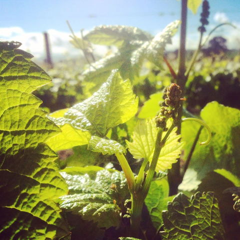 Punt Road Winery - Gold Coast Attractions 1