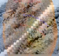 Roasts  Spuds - Gold Coast Attractions