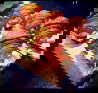 Outpost Espresso - Gold Coast Attractions