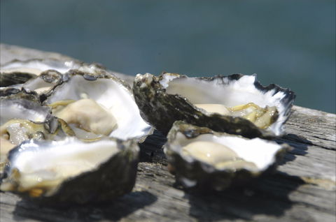 Jim Wild's Oyster Service - Gold Coast Attractions 0