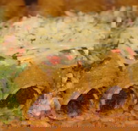 Montezumas Caloundra - Gold Coast Attractions