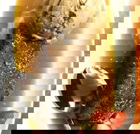 The Kingsley Tavern - Gold Coast Attractions