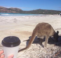 Lucky Bean - Gold Coast Attractions