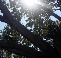 The Season Tree - Gold Coast Attractions