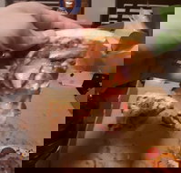 Domino's Pizza Reynella - Gold Coast Attractions