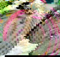 Thunderbird Kitchen - Gold Coast Attractions