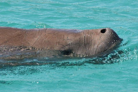 Cruise In Moreton Bay Marine Park And Moreton Island - Gold Coast Attractions 3