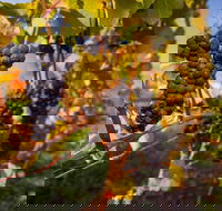 Full Day Tamar Valley Wine Tour - Gold Coast Attractions