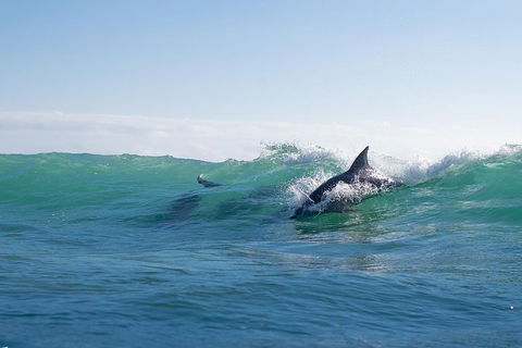 Private Tangalooma Wrecks Tour - Gold Coast Attractions 2