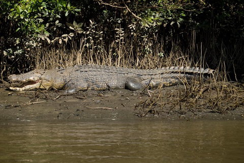 5-Day Best Of Cairns With Daintree, Kuranda, And Great Barrier Reef - Gold Coast Attractions 5