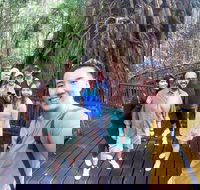 Cairns 4WD Waterfall and Rainforest Tour Including Kuranda Scenic Railway