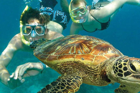 8-Day Cairns Tour: Great Barrier Reef, Kuranda, Daintree Rainforest - Gold Coast Attractions 1