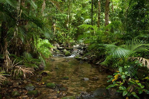 Cairns Reef And Rainforest Combo: Daintree Rainforest And The Great Barrier Reef - Gold Coast Attractions 1
