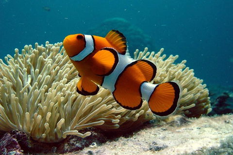 Cairns Reef And Rainforest Combo: Daintree Rainforest And The Great Barrier Reef - Gold Coast Attractions 2