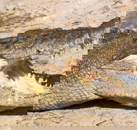 4-Day Cairns Ultimate Combo Daintree Rainforest Reef Kuranda  Paronella Park - Gold Coast Attractions