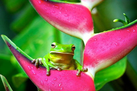 Cape Tribulation, Mossman Gorge, And Daintree Rainforest Premium Day Tour - Gold Coast Attractions 0