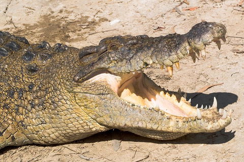 Cape Tribulation, Mossman Gorge, And Daintree Rainforest Premium Day Tour - Gold Coast Attractions 1