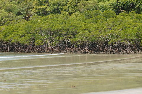 Cape Tribulation, Mossman Gorge, And Daintree Rainforest Premium Day Tour - Gold Coast Attractions 4